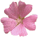 çiçek17